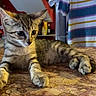 kitten, cat, tabby, marble_countertop, indoor, striped_shirt, golden_cat_figurine, feline, curious, young_cat, pet, animal, domestic_cat, resting, whiskers, ears, paws, table_surface, home_interior, background