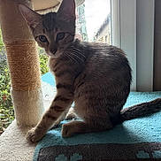 Crapule a rejoint le concours — aidez-le/la à gagner de superbes lots ! animal, blue_mat, cat, curious, domestic_cat, ears, feline, home, indoor, kitten, pet, playful, scratching_post, sitting, sunlight, tabby, tail, whiskers, window, young_cat