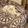 Georgie joined the competition — help win amazing prizes! cat, white_cat, fluffy, pet, indoor, blanket, patterned_blanket, bed, cozy, fur, animal, resting, relaxed, feline, carpet, pillow, home, cute, sleepy, soft