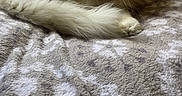 Georgie joined the competition — help win amazing prizes! cat, white_cat, fluffy, pet, animal, sleepy, yawning, bed, blanket, cozy, indoor, cute, fur, paw, relaxed, domestic_cat, resting, feline, whiskers, tongue