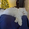 Georgie joined the competition — help win amazing prizes! cat, white_cat, sleeping, fluffy, indoor, christmas_tree, holiday_lights, cushion, blanket, door, door_knob, decorations, furniture, cozy, relaxation, pet, fur, domestic_animal, resting, home