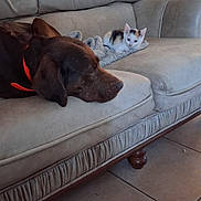Joce participe au concours pour gagner de l'argent avec cette photo : dog, cat, couch, blanket, indoor, resting, pet, animal, floor, tile_floor, furniture, calico_cat, brown_dog, relaxing, peaceful, companion, small_cat, large_dog, home, cozy