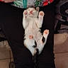 Joce participe au concours pour gagner de l'argent avec cette photo : kitten, cat, animal, sleeping, lap, person, legs, paws, black_pants, floral_shirt, indoors, relaxing, cute, pet, feline, resting, cozy, comfort, small, adorable