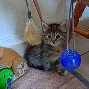 Bella participe au concours pour gagner de l'argent avec cette photo : kitten, cat, toy, feather, carpet, floor, indoor, cute, small, furry, playful, animal, pet, curious, brown, gray, striped, young, domestic, resting