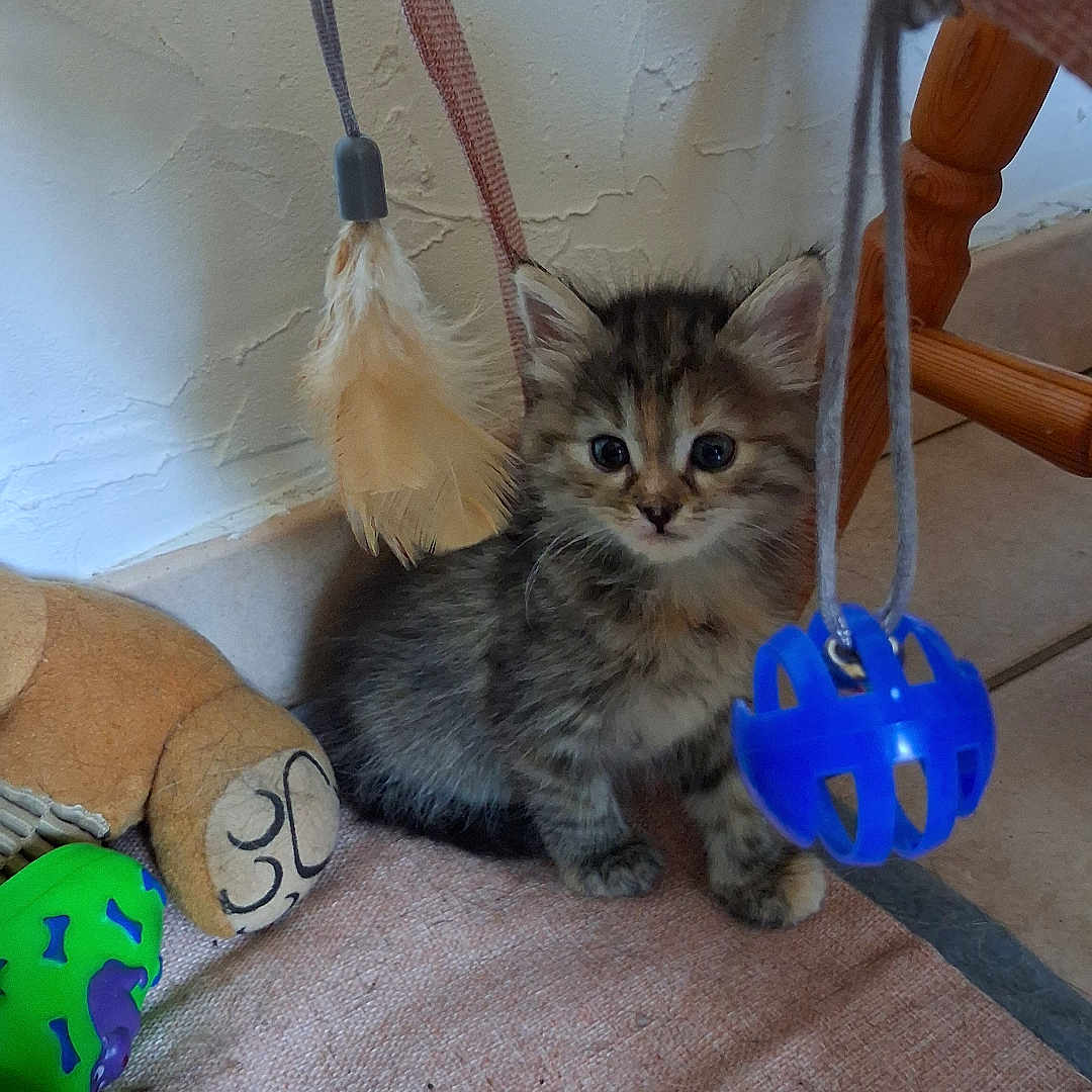 Bella participe au concours pour gagner de l'argent avec cette photo : kitten, cat, toy, feather, carpet, floor, indoor, cute, small, furry, playful, animal, pet, curious, brown, gray, striped, young, domestic, resting