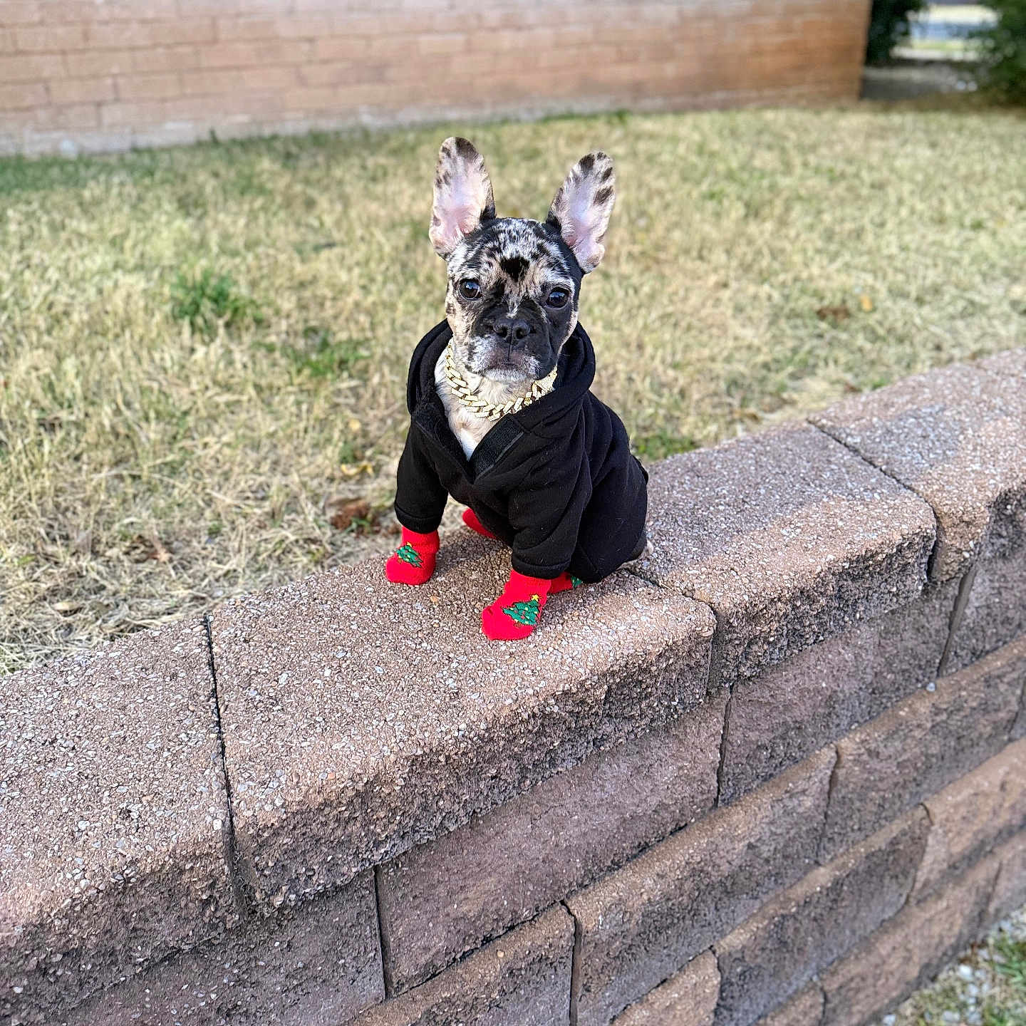 Rallo is registered to the contest to win money with this photo: animal, black_hoodie, brick_wall, canine, christmas_tree_pattern, cute, dog, fashion, french_bulldog, gold_chain, grass, holiday, outdoor, pet, portrait, red_socks, sitting, small_dog, stone_wall, winter_clothing