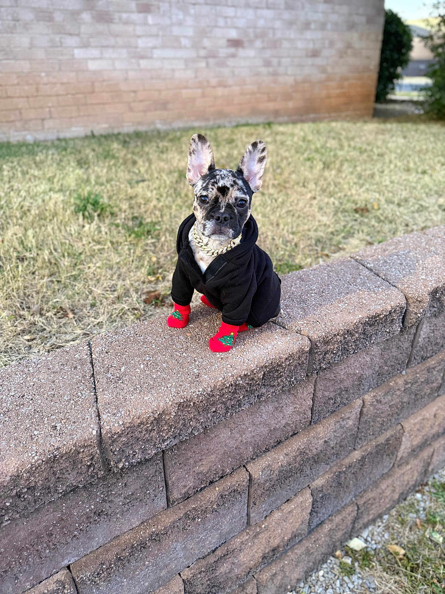 Rallo is registered to the contest to win money with this photo: dog, french_bulldog, black_hoodie, red_socks, christmas_tree_pattern, gold_chain, stone_wall, grass, brick_wall, outdoor, pet, cute, small_dog, sitting, portrait, animal, winter_clothing, fashion, holiday, canine