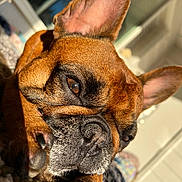 Emma joined the competition — help win amazing prizes! dog, french_bulldog, close_up, brown_fur, paw, ear, snout, nose, whiskers, sunlight, indoor, cozy, blanket, sleeping, relaxed, cute, pet, companion, wrinkled, portrait