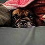 Emma joined the competition — help win amazing prizes! dog, bulldog, pet, blanket, bed, cozy, close_up, portrait, face, eyes, nose, wrinkles, fur, indoor, resting, peek, under_blanket, sleepy, comfort, pillow