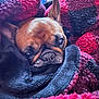 Emma joined the competition — help win amazing prizes! dog, french_bulldog, blanket, cozy, snuggled, pet, indoor, close_up, portrait, wrinkles, muzzle, nose, fur, ear, eyes, red, black, textile, soft_texture, sleepy