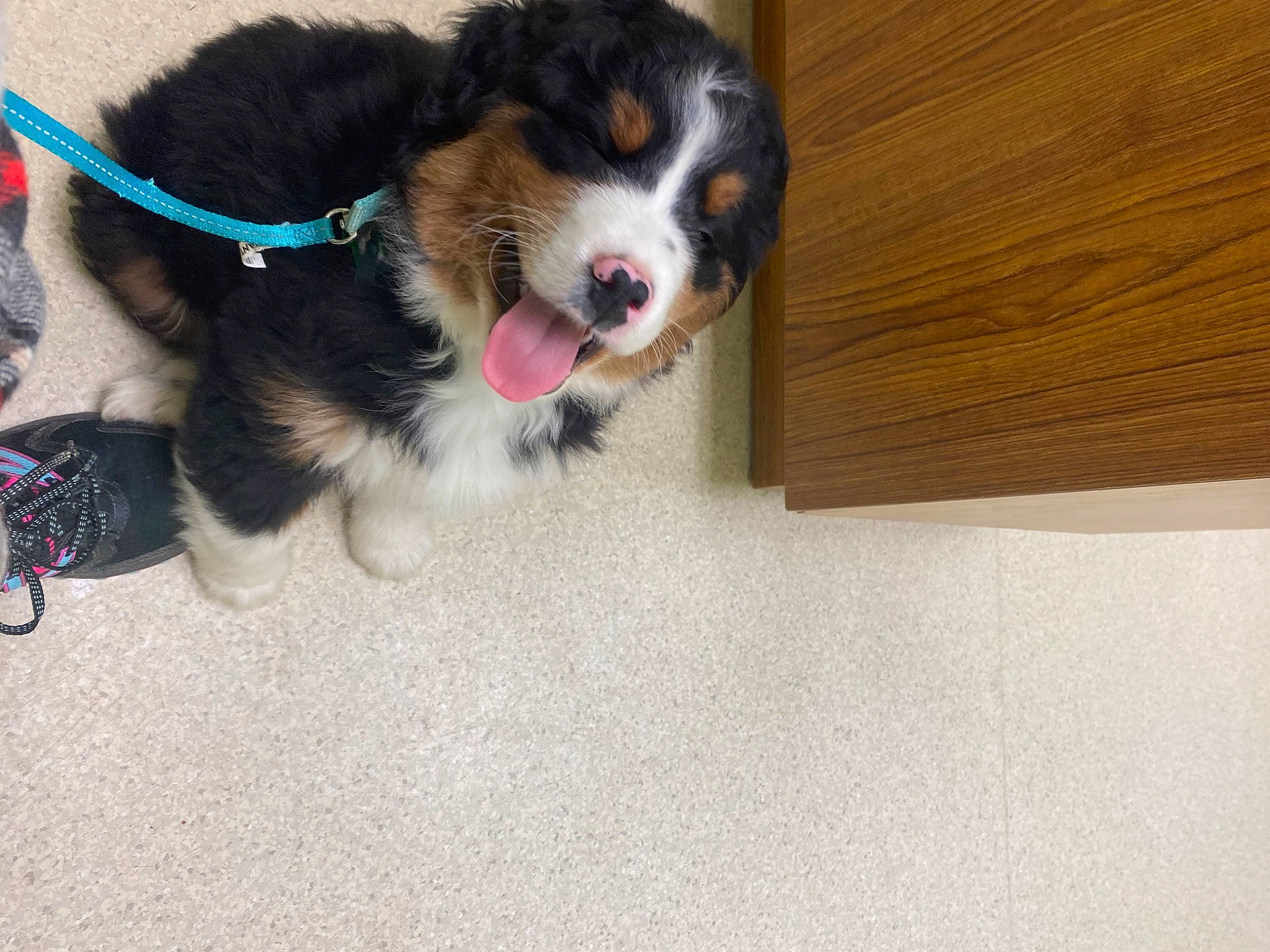 Jasper joined the competition — help win amazing prizes! bernese_mountain_dog, carnivore, cavalier_king_charles_spaniel, collar, companion_dog, dog, dog_breed, dog_collar, dog_supply, flooring, fur, hardwood, herding_dog, paw, pet_supply, snout, spaniel, whiskers, wood, working_animal