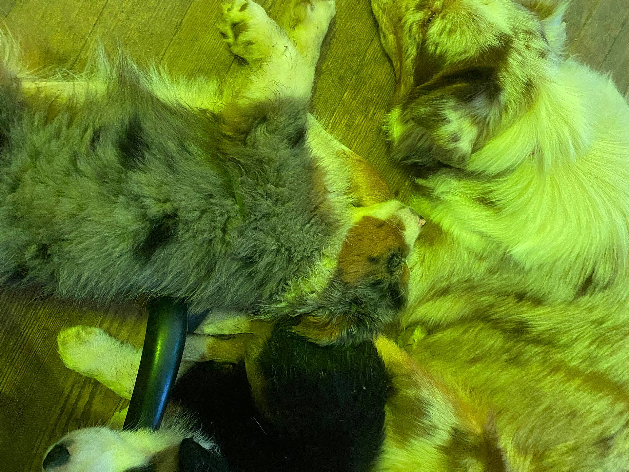 Peppermint is registered to the contest to win money with this photo: big_cats, claw, feather, felidae, fur, grass, iguania, nap, parrot, petal, plant, sleep, small_to_medium_sized_cats, snout, tail, terrestrial_animal, whiskers, wildlife