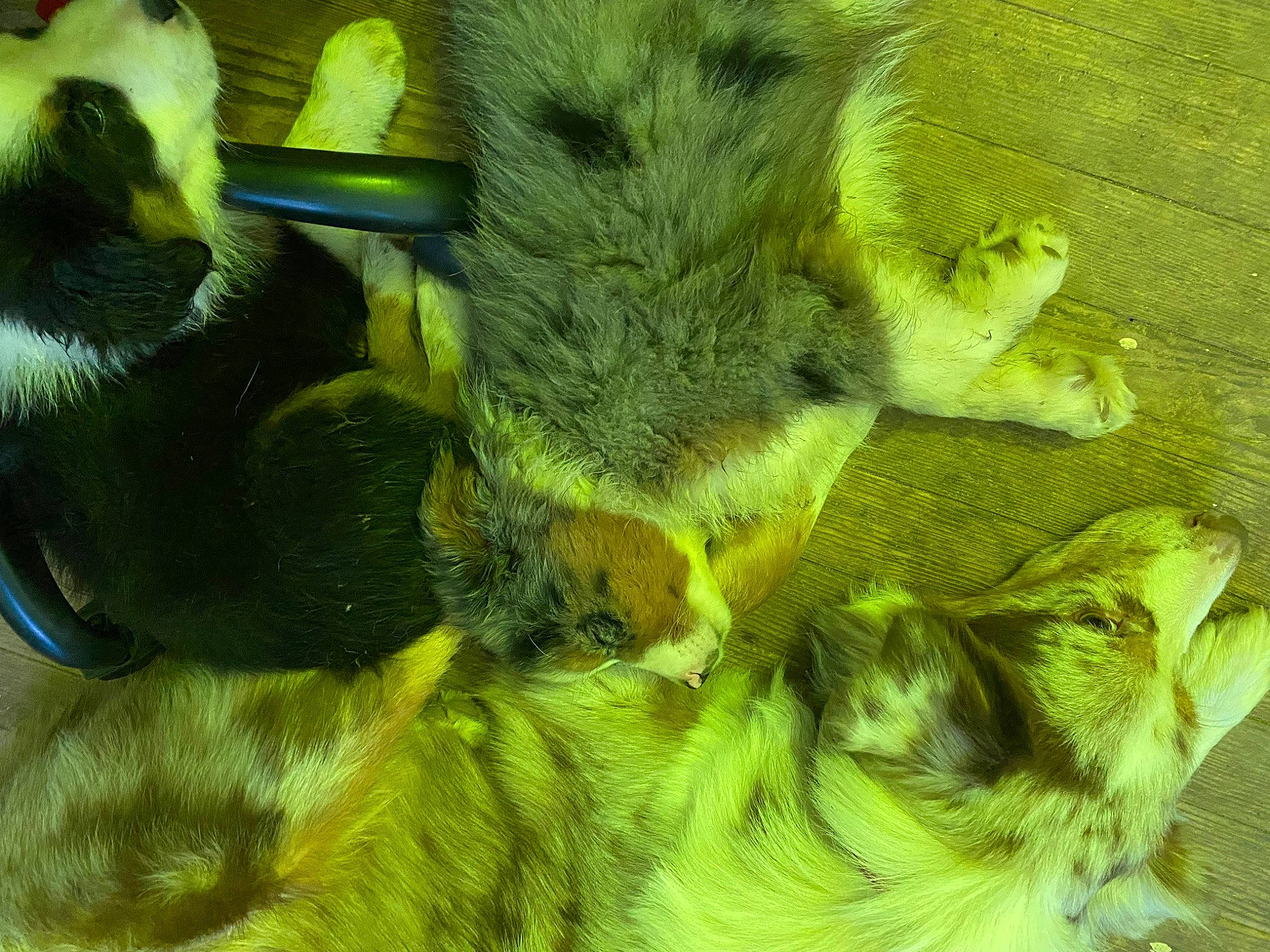 Peppermint is registered to the contest to win money with this photo: claw, domestic_short_haired_cat, felidae, fur, grass, macro_photography, membrane_winged_insect, organism, paw, plant, small_to_medium_sized_cats, snout, tail, terrestrial_animal, whiskers, wildlife, yellow