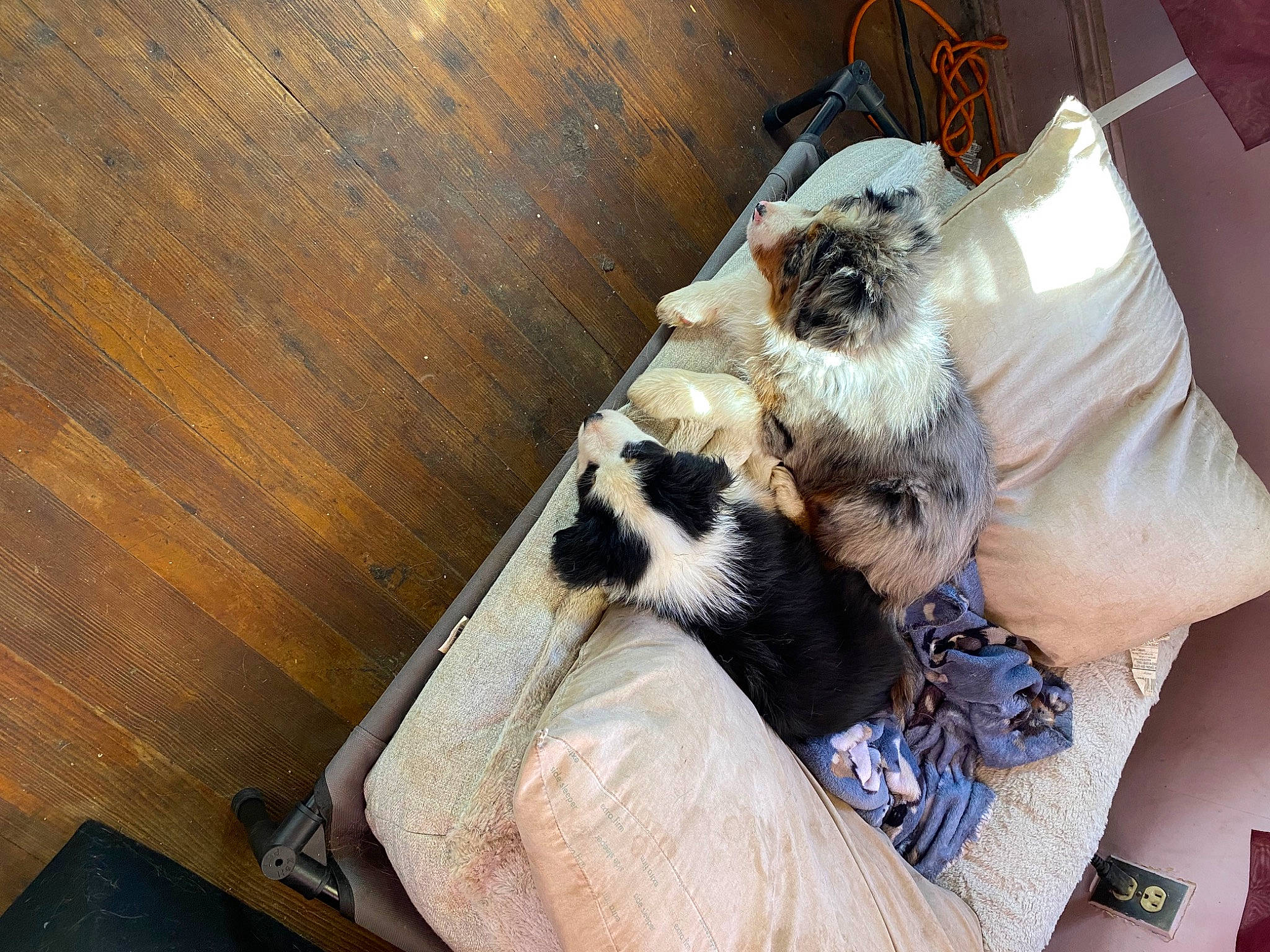 Peppermint joined the competition — help win amazing prizes! canidae, carnivore, comfort, companion_dog, dog_breed, fawn, felidae, flooring, fur, hardwood, paw, plank, small_to_medium_sized_cats, sporting_group, tail, toy_dog, varnish, whiskers, wood, wood_stain