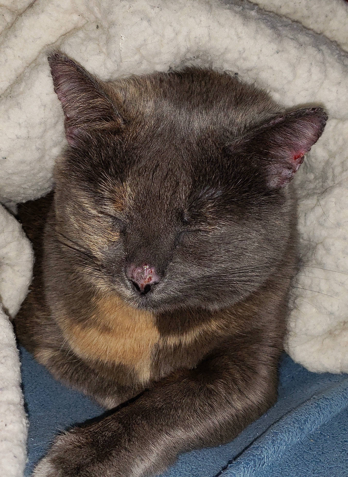 Noel joined the competition — help win amazing prizes! british_shorthair, burmese, carnivore, cat, chartreux, domestic_short_haired_cat, felidae, german_rex, korat, mammal, nap, nebelung, russian_blue, sleep, small_to_medium_sized_cats, snout, vertebrate, whiskers