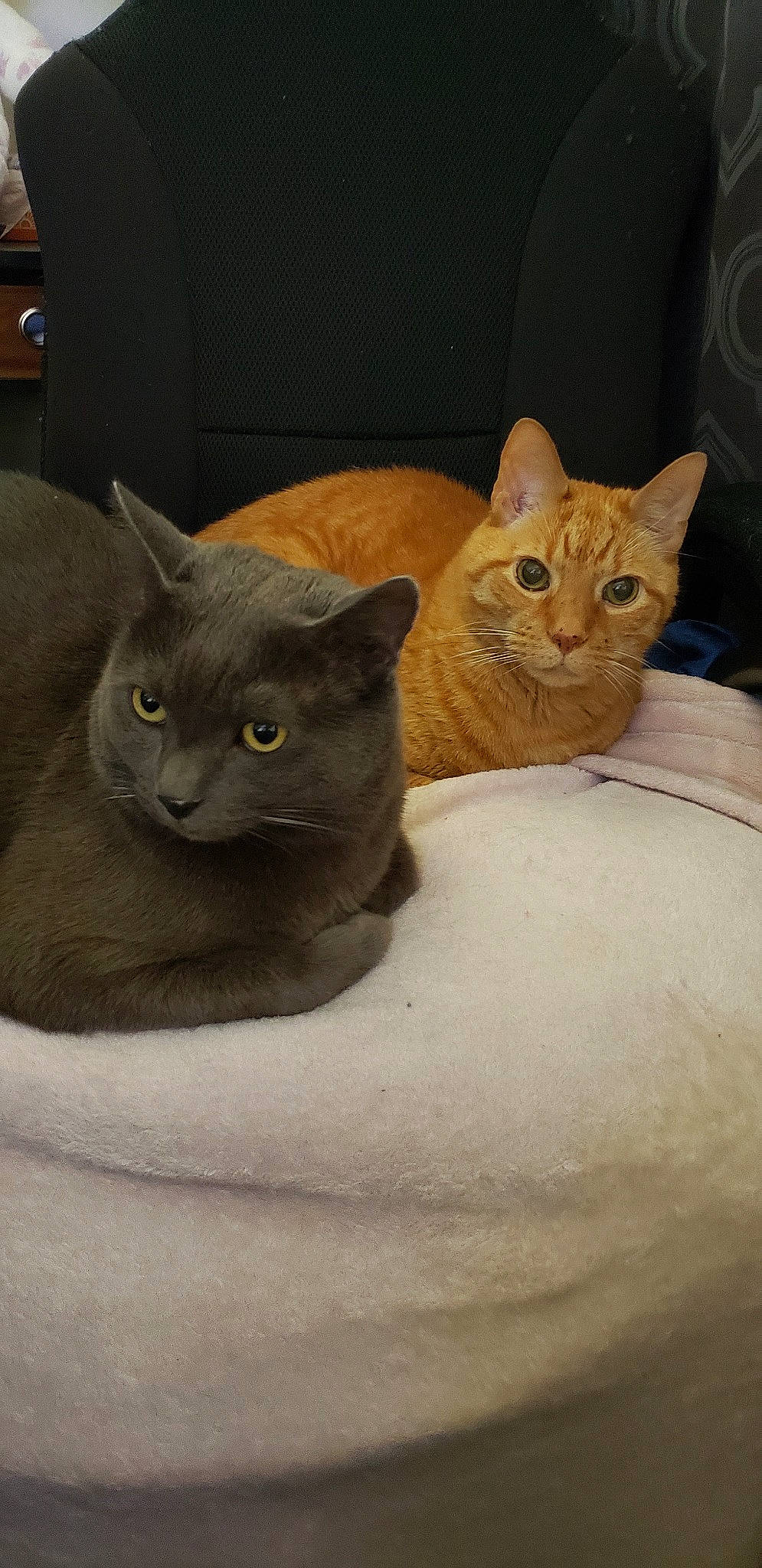 Noel is registered to the contest to win money with this photo: asian, australian_mist, british_shorthair, burmese, carnivore, cat, chartreux, domestic_short_haired_cat, european_shorthair, fawn, felidae, german_rex, kitten, korat, mammal, russian_blue, small_to_medium_sized_cats, snout, vertebrate, whiskers