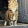 Jinxy