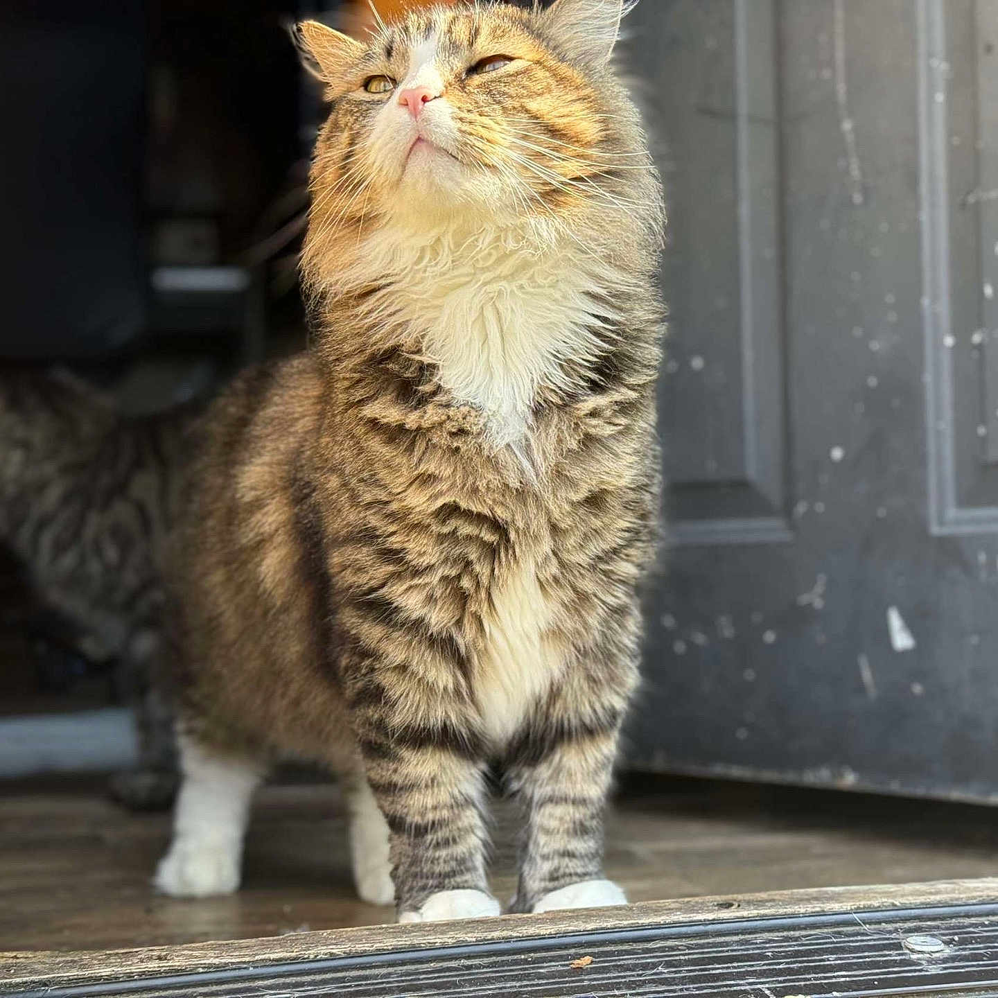Jinxy is registered to the contest to win money with this photo: animal, cat, closeup, doorway, expression, feline, floor, fur, indoor, paws, pet, shadow, standing, striped, sunlight, tabby_cat, two_cats, whiskers, white_paws, wood