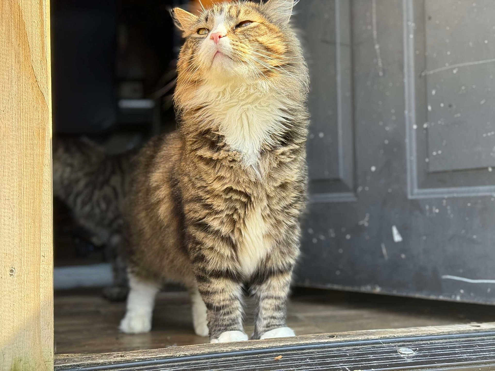 Jinxy