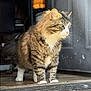 cat, tabby, fluffy, white_paws, doorway, indoor, animal, pet, feline, curious, alert, shadow, light, floor, wood, household, domestic, two_cats, background, natural_light