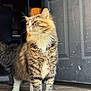 cat, tabby, fur, animal, pet, indoor, door, wood, sunlight, shadow, curious, looking_away, standing, whiskers, striped, mammal, closeup, portrait, feline, domestic_cat