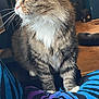 cat, tabby, fluffy, indoor, pet, feline, whiskers, fur, blanket, patterned, blue, purple, cozy, portrait, animal, looking_away, closeup, domestic, household, soft_light