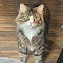 cat, tabby, yellow_eyes, fur, whiskers, indoor, floor, wooden_floor, curious, pet, animal, mammal, feline, domestic_cat, home, standing, looking, ears, pink_nose, white_paws