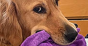 Bailey participe au concours pour gagner de l'argent avec cette photo : golden_retriever, dog, pet, indoor, purple_cloth, mouth, fur, canine, animal, close_up, head, ears, snout, nose, expression, looking_away, cozy, wooden_furniture, soft_lighting, domestic