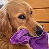 golden_retriever, dog, pet, indoor, purple_cloth, mouth, fur, canine, animal, close_up, head, ears, snout, nose, expression, looking_away, cozy, wooden_furniture, soft_lighting, domestic