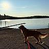 Bailey participe au concours pour gagner de l'argent avec cette photo : dog, golden_retriever, lake, sunset, water, leash, shadow, outdoor, nature, trees, sky, calm, reflection, animal, pet, walking, silhouette, grass, sun, landscape