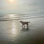 Bailey participe au concours pour gagner de l'argent avec cette photo : dog, beach, water, sun, reflection, ocean, waves, sky, clouds, sunlight, outdoor, nature, animal, pet, walking, shore, calm, daytime, silhouette, scenic