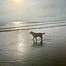 dog, beach, water, sun, reflection, ocean, waves, sky, clouds, sunlight, outdoor, nature, animal, pet, walking, shore, calm, daytime, silhouette, scenic