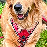 Bailey participe au concours pour gagner de l'argent avec cette photo : dog, golden_retriever, canine, pet, animal, grass, outdoor, harness, red_harness, resting, lying_down, fence, nature, happy, tongue_out, muzzle, ears, fur, closeup, summer