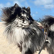 Leo is registered to the contest to win money with this photo: dog, fluffy, beach, sand, blue_sky, clouds, leash, outdoor, pet, canine, animal, fur, black_and_white, portrait, sunlight, nature, standing, closeup, daytime, wind