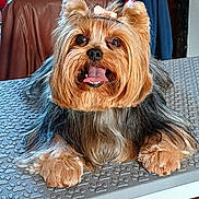 Rusty a rejoint le concours — aidez-le/la à gagner de superbes lots ! black_fur, bow, brown_fur, chair, close_up, couch, dog, fluffy, groomed, happy, indoors, long_hair, mat, pet, portrait, sitting, small_dog, smiling, tongue_out, yorkshire_terrier