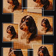 Hooligan a rejoint le concours — aidez-le/la à gagner de superbes lots ! animal, background, black_and_white, canine, collage, companion, curly_fur, cute, dog, domestic_animal, framed, fur, indoor, mammal, multiple_photos, pet, portrait, repetition, sitting, tiled_floor