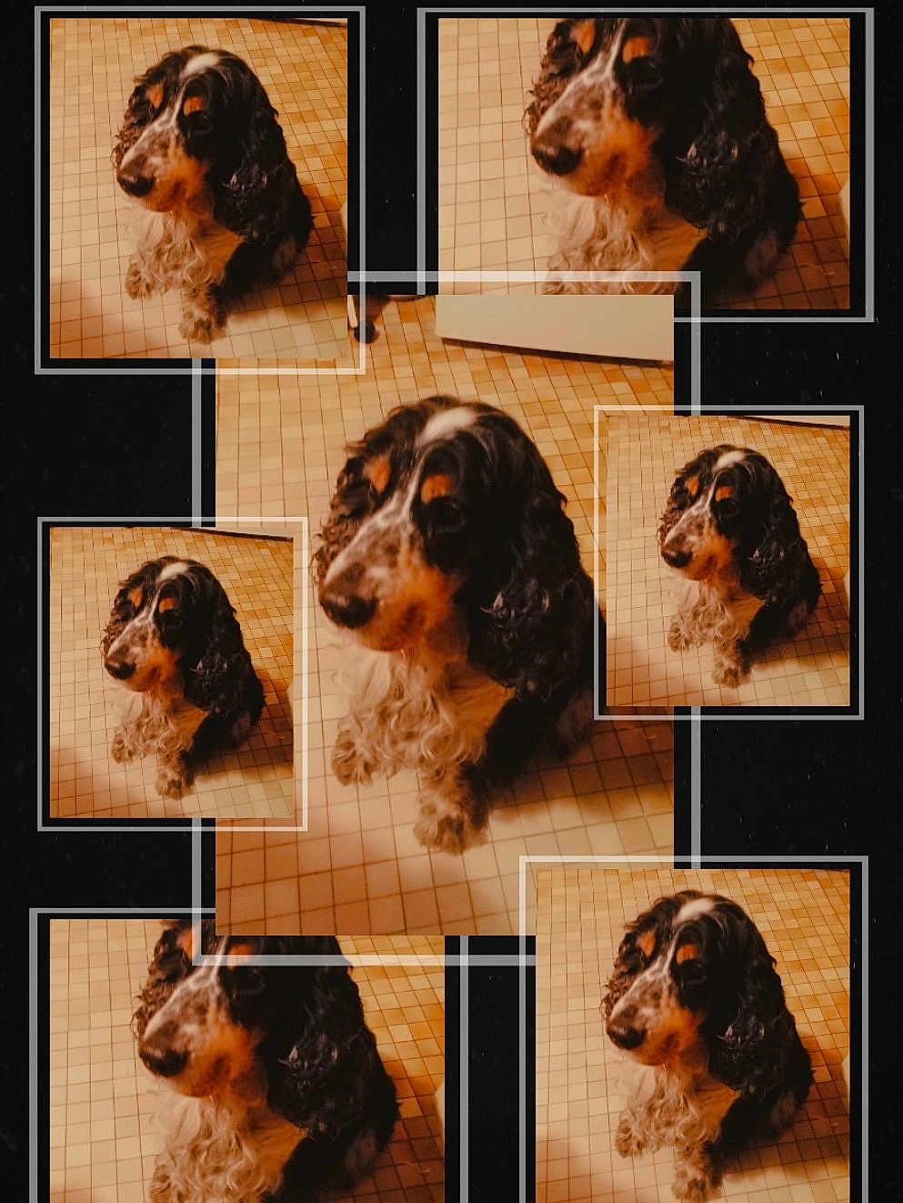 Hooligan a rejoint le concours — aidez-le/la à gagner de superbes lots ! animal, background, black_and_white, canine, collage, companion, curly_fur, cute, dog, domestic_animal, framed, fur, indoor, mammal, multiple_photos, pet, portrait, repetition, sitting, tiled_floor