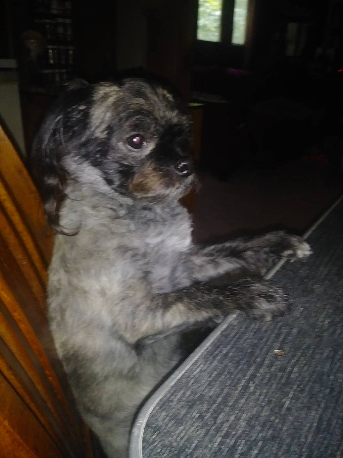 Faith joined the competition — help win amazing prizes! canidae, carnivore, companion_dog, dog, dog_breed, fawn, flooring, fur, hardwood, non_sporting_group, snout, sporting_group, terrestrial_animal, toy_dog, whiskers, window, wood, working_animal