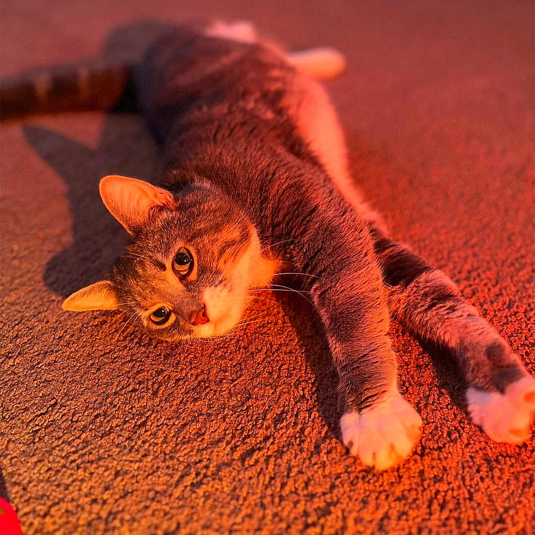 Oliver joined the competition — help win amazing prizes! animal, cat, closeup, cute, eyes, face, feline, fur, indoor, mammal, orange_light, paw, pet, relaxation, resting, shadow, stretching, texture, warm, whiskers