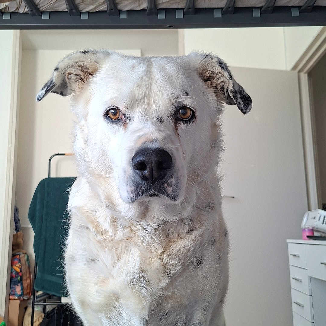 Wilow a rejoint le concours — aidez-le/la à gagner de superbes lots ! animal, bed_frame, cabinet, dog, door, ears, eyes, floor, fur, furniture, home, indoor, legs, looking, nostrils, pet, sitting, slippers, toy, white_dog