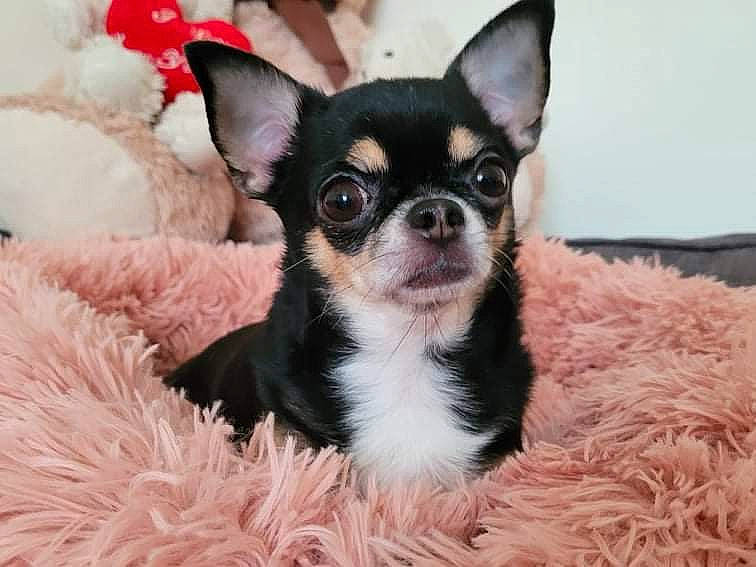 Luna a rejoint le concours — aidez-le/la à gagner de superbes lots ! canidae, carnivore, chihuahua, comfort, companion_dog, corgi_chihuahua, dog, dog_breed, dog_supply, ear, fawn, fur, non_sporting_group, russkiy_toy, snout, sporting_group, terrestrial_animal, toy_dog, whiskers, working_animal