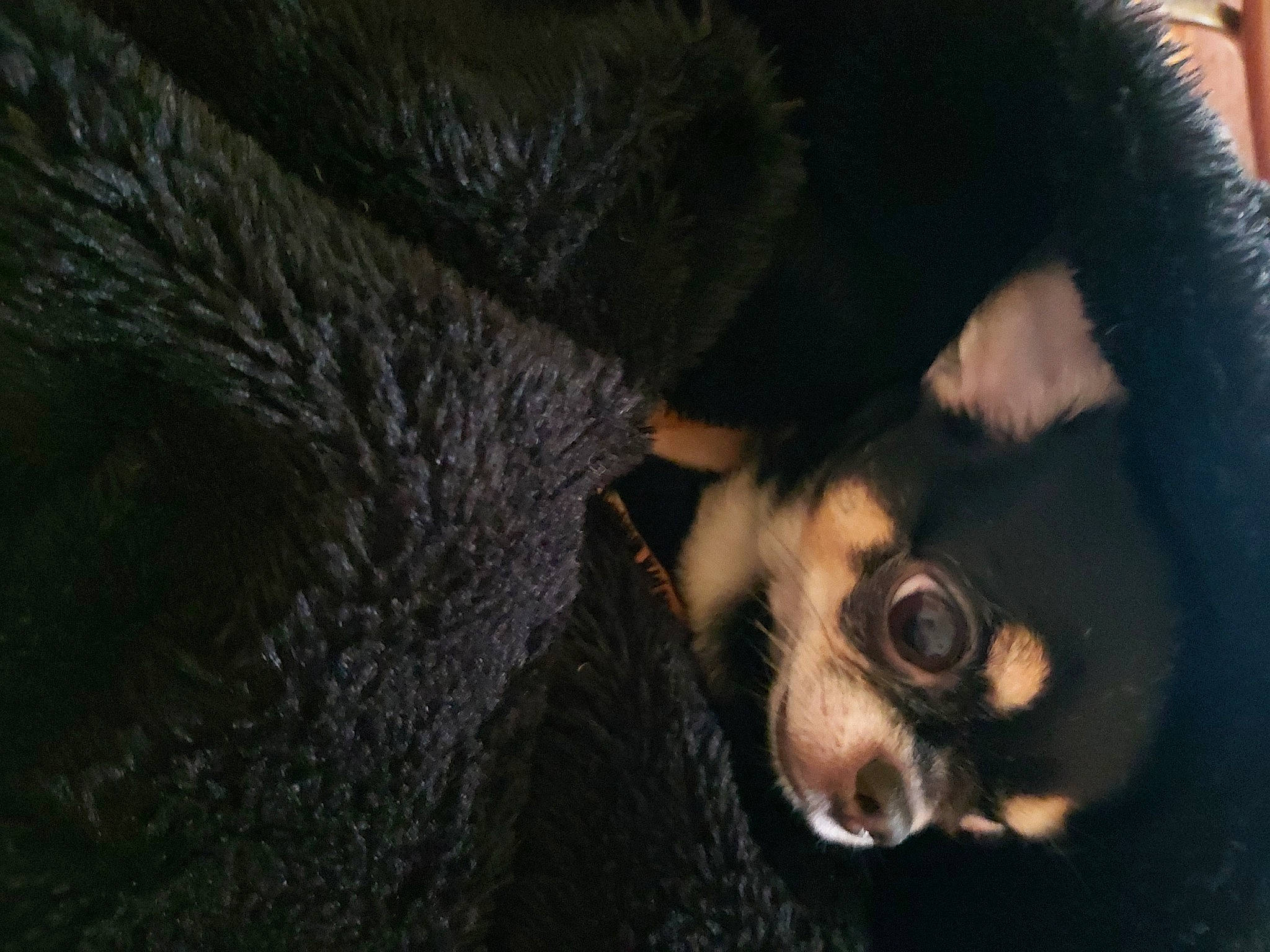 Luna a rejoint le concours — aidez-le/la à gagner de superbes lots ! canidae, carnivore, companion_dog, darkness, dog, dog_breed, ear, fawn, fur, paw, puppy, snout, sporting_group, sunglasses, terrestrial_animal, toy_dog, whiskers, wildlife, working_animal, working_dog