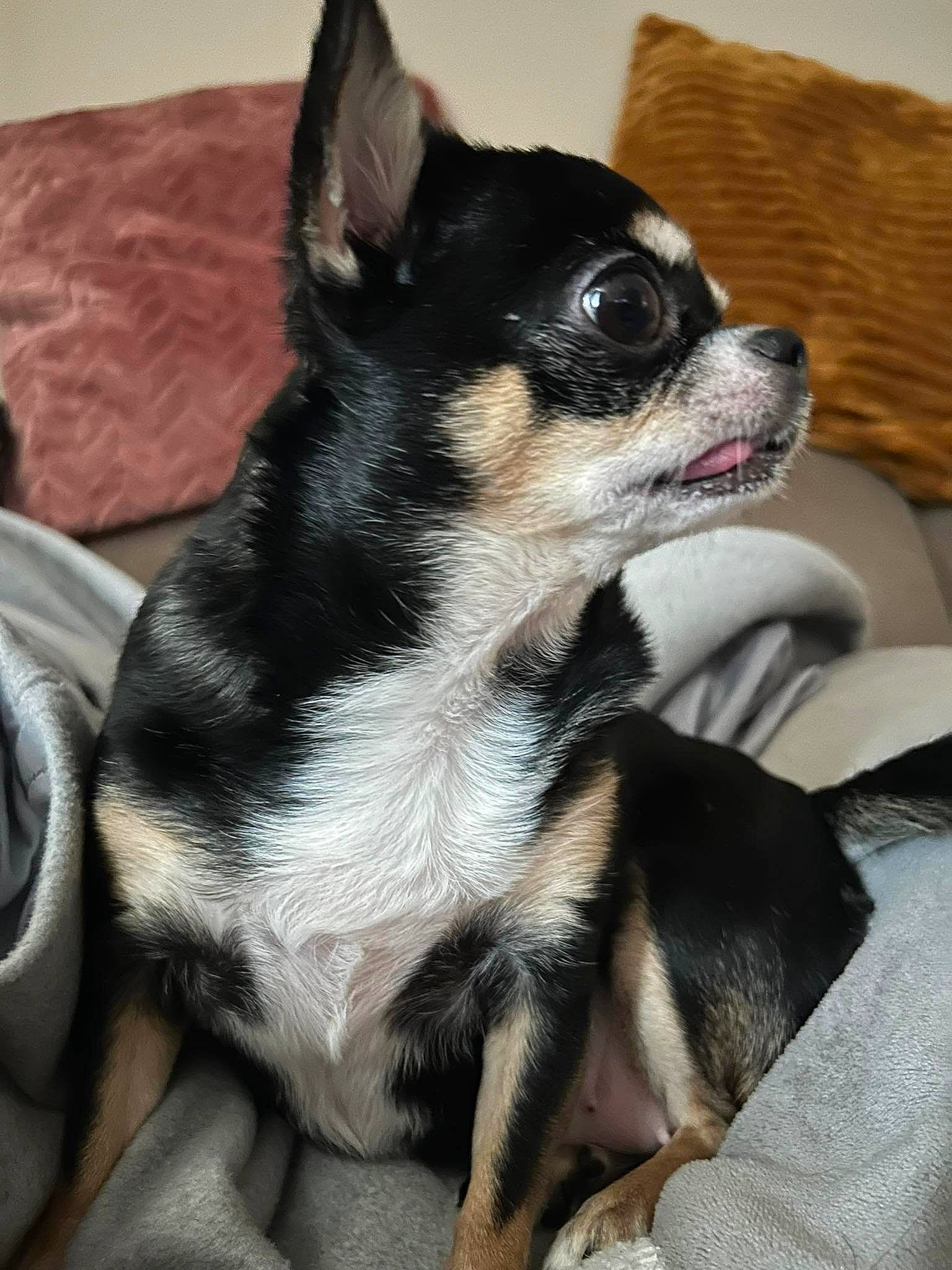 Luna participe au concours pour gagner de l'argent avec cette photo : canidae, carnivore, comfort, companion_dog, dog, dog_breed, dog_supply, ear, fawn, fur, non_sporting_group, paw, snout, sporting_group, terrestrial_animal, toy_dog, whiskers, working_animal