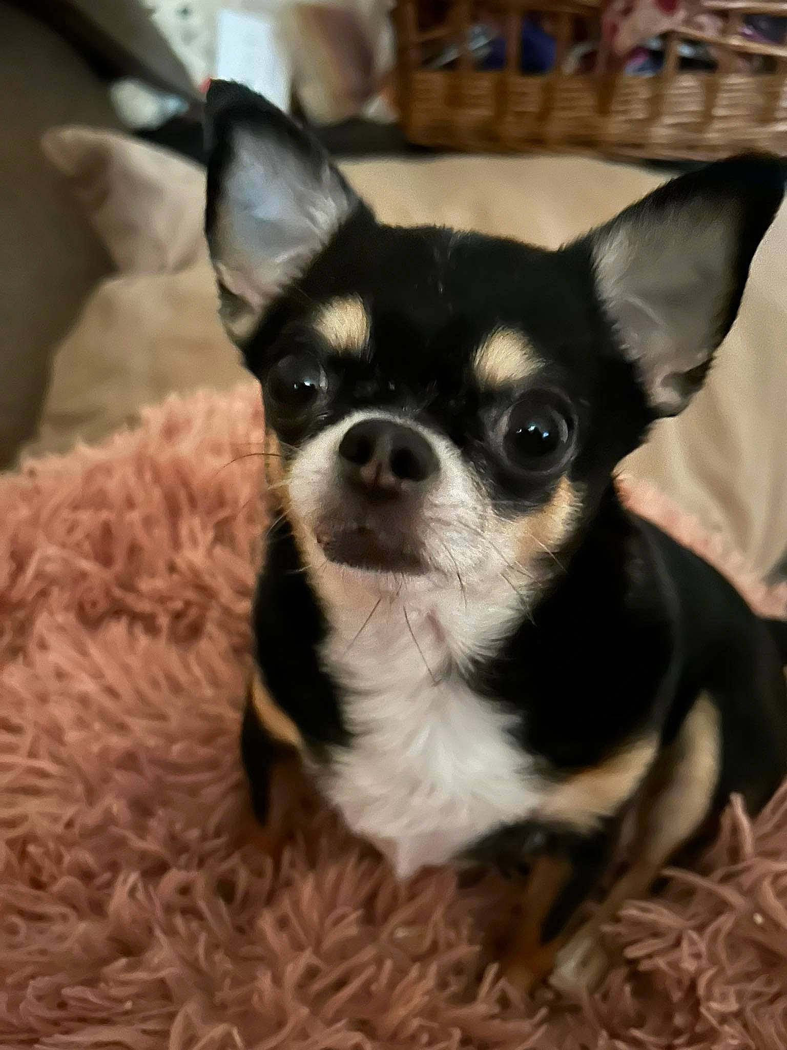 Luna participe au concours pour gagner de l'argent avec cette photo : boston_terrier, canidae, carnivore, chihuahua, comfort, companion_dog, dog, dog_breed, ear, eye, fawn, fur, head, russkiy_toy, snout, sporting_group, terrestrial_animal, toy_dog, whiskers, working_animal