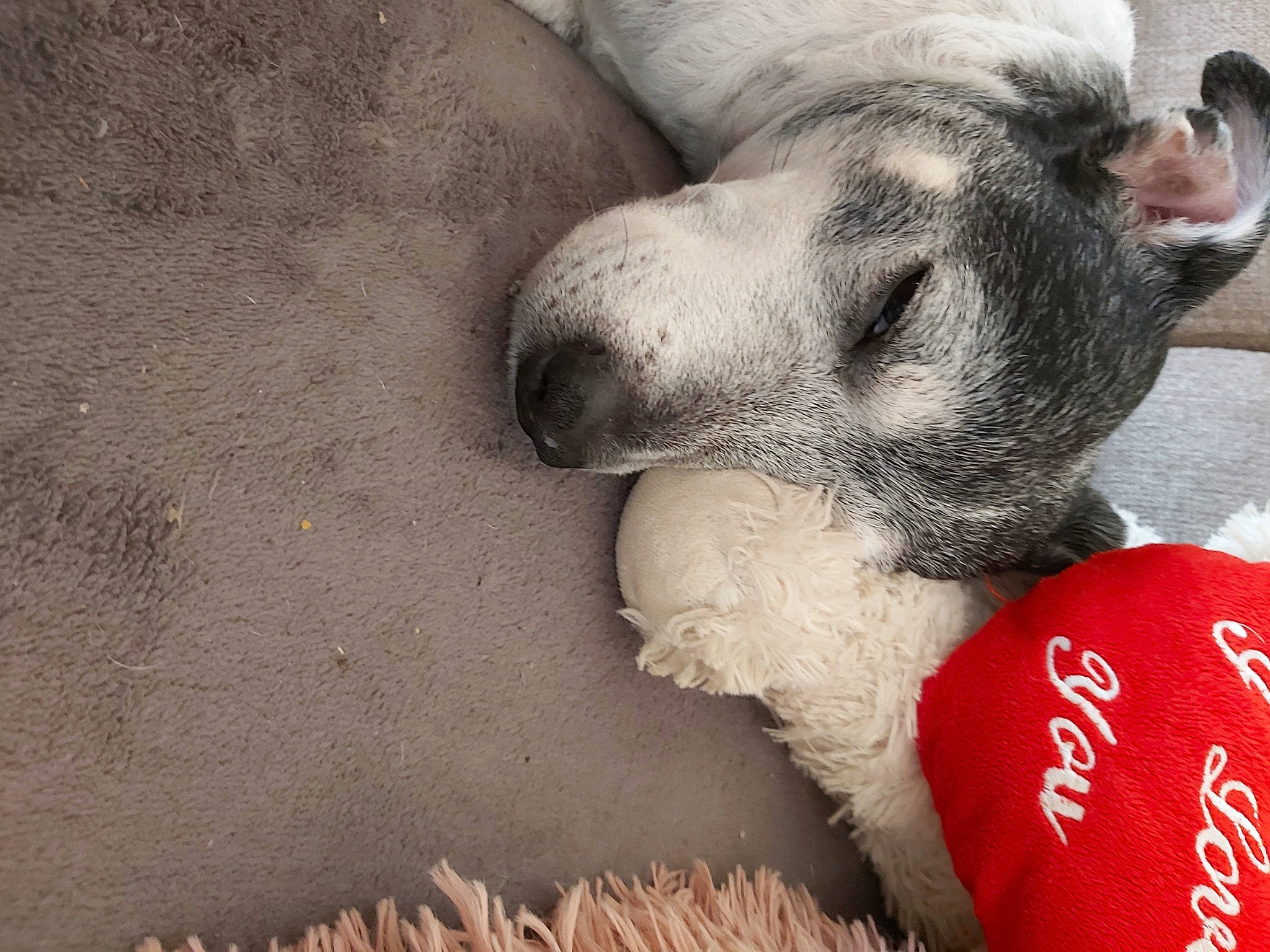 Gypso participe au concours pour gagner de l'argent avec cette photo : canidae, carmine, carnivore, claw, comfort, companion_dog, dog, dog_breed, dog_supply, fur, paw, pet_supply, snout, sporting_group, stuffed_toy, terrestrial_animal, toy, whiskers, wool, working_animal