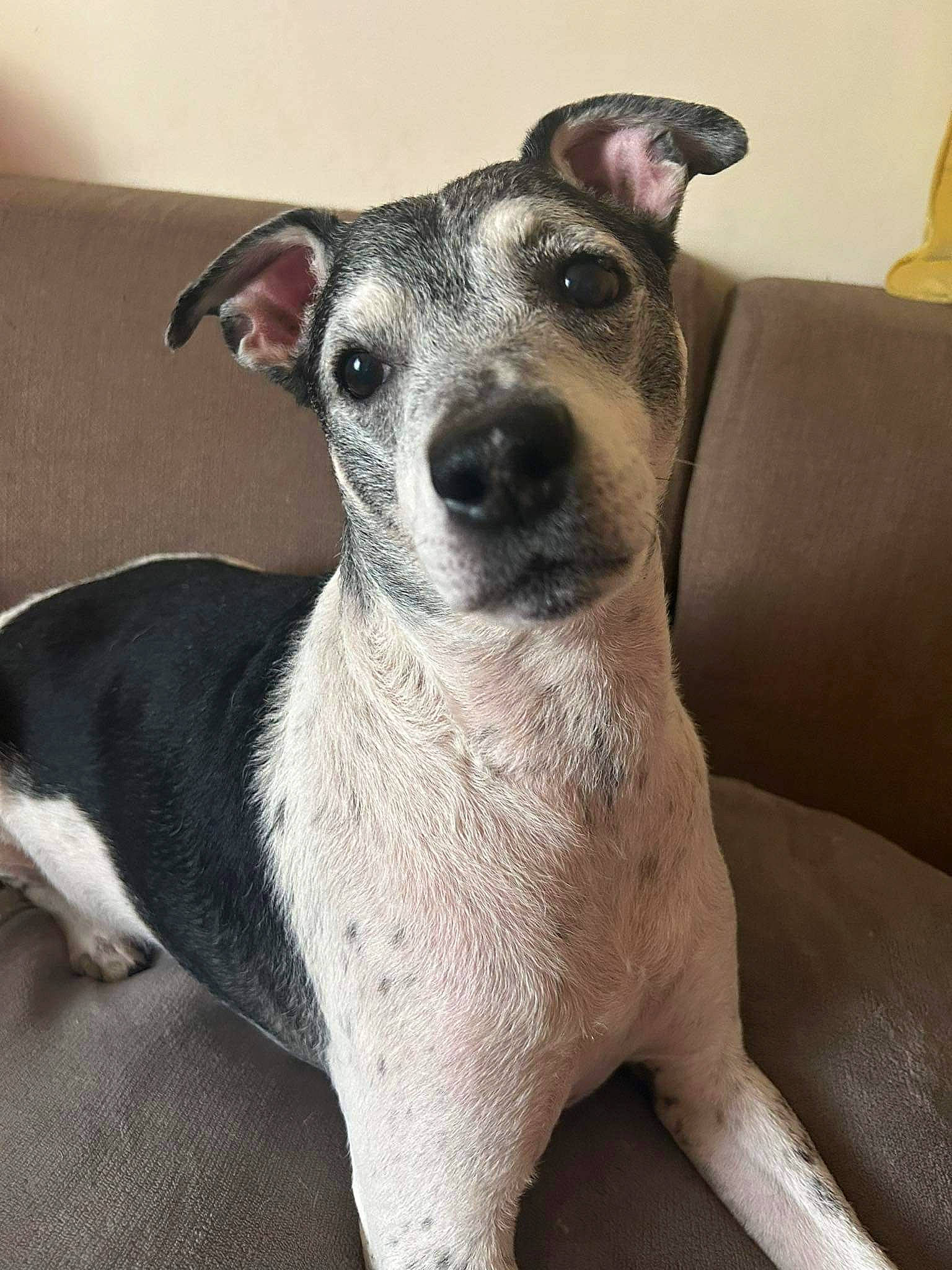 Gypso participe au concours pour gagner de l'argent avec cette photo : canidae, carnivore, collar, comfort, companion_dog, couch, dog, dog_breed, dog_collar, eye, fawn, fur, grey, head, rampur_greyhound, snout, sporting_group, terrestrial_animal, whiskers, working_animal