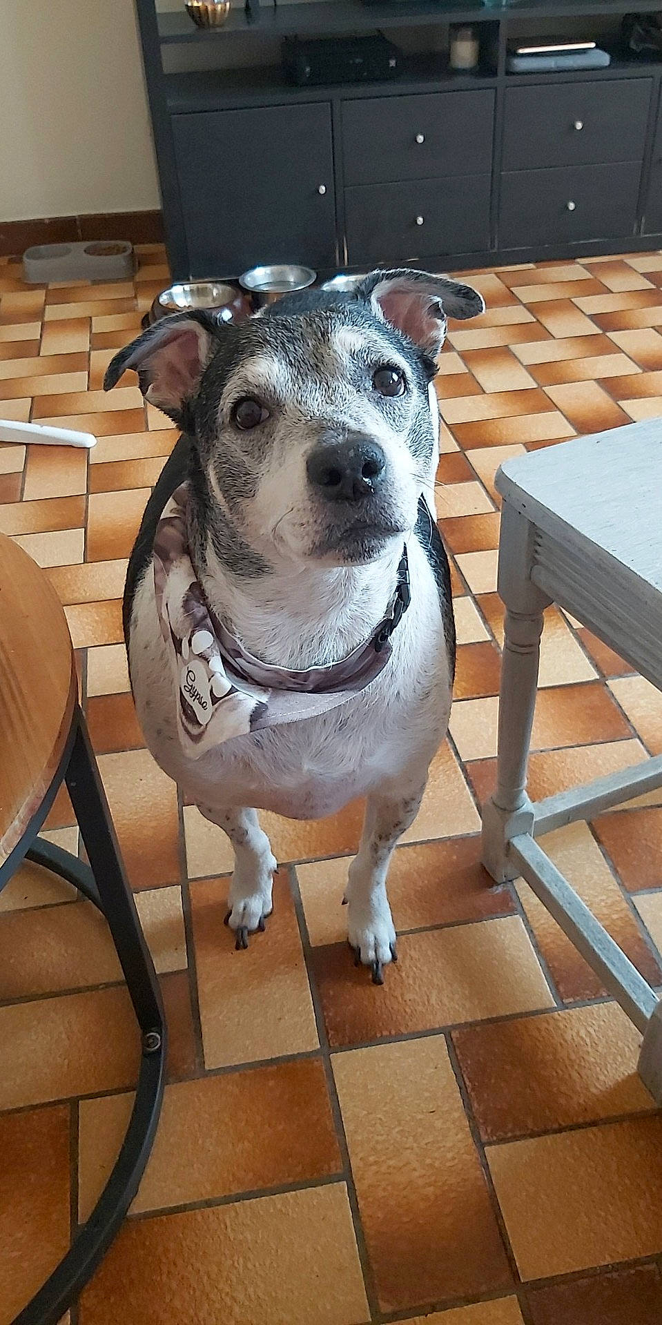 Gypso participe au concours pour gagner de l'argent avec cette photo : carnivore, chair, collar, companion_dog, dog, dog_breed, dog_clothes, dog_collar, dog_supply, fawn, flooring, hardwood, metal, outdoor_furniture, pet_supply, snout, table, whiskers, wood, working_animal