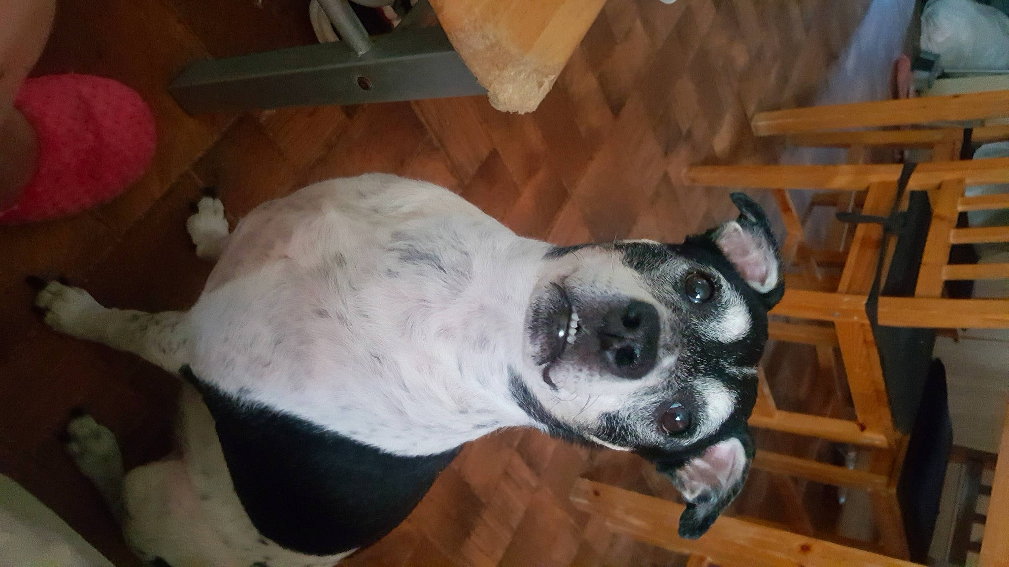 Gypso participe au concours pour gagner de l'argent avec cette photo : bone, canidae, carnivore, collar, companion_dog, dog, dog_breed, dog_supply, fawn, foot, fur, hardwood, paw, pet_supply, snout, sporting_group, tail, whiskers, wood, working_animal