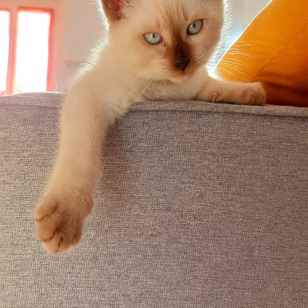 Zephyr a rejoint le concours — aidez-le/la à gagner de superbes lots ! animal_portrait, blue_eyes, cat, cozy, cream_colored, curious, domestic_animal, fluffy, furniture, indoor, kitten, living_room, paw, pet, relaxed, resting, sofa, soft_light, sunlight, window