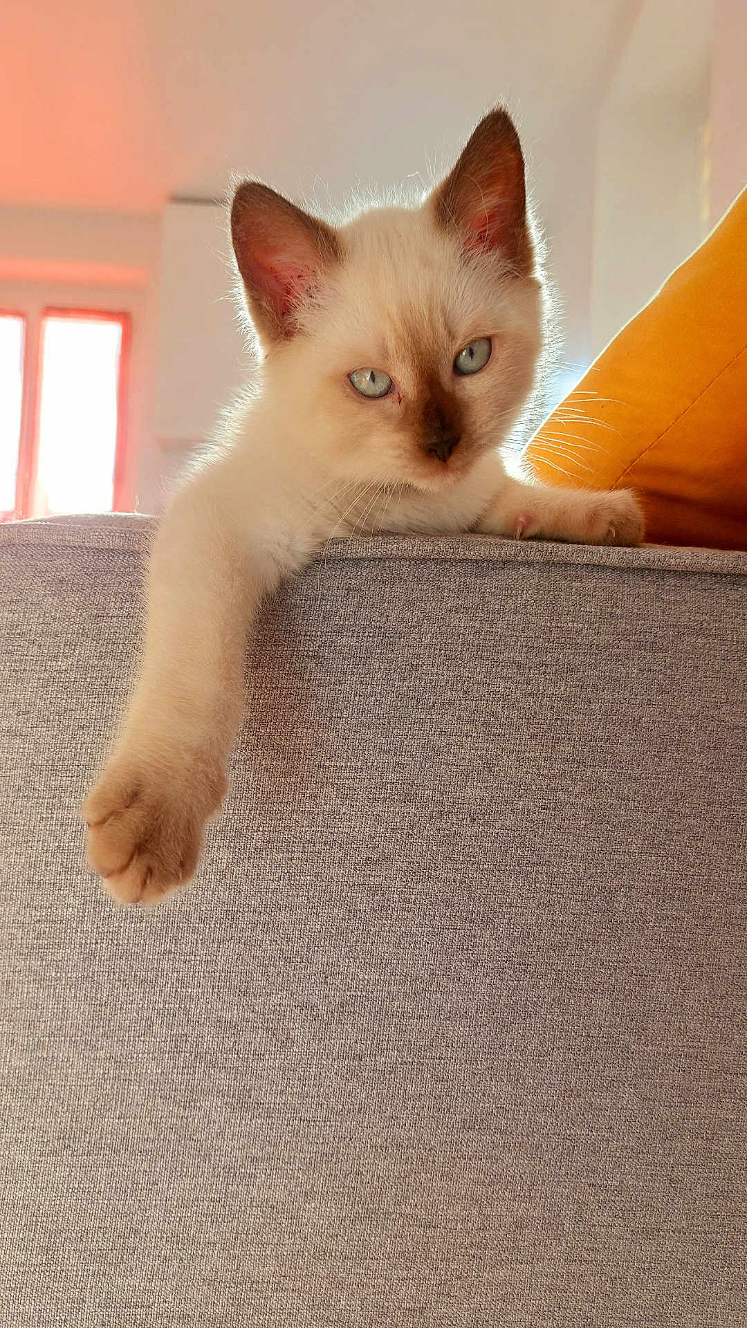 Zephyr a rejoint le concours — aidez-le/la à gagner de superbes lots ! kitten, cat, blue_eyes, paw, sofa, furniture, indoor, relaxed, fluffy, cream_colored, pet, domestic_animal, window, sunlight, cozy, curious, animal_portrait, resting, soft_light, living_room